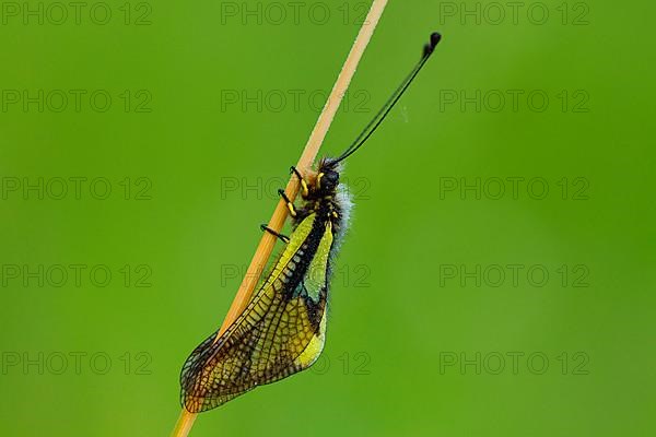 Dragonfly Butterflyhaft
