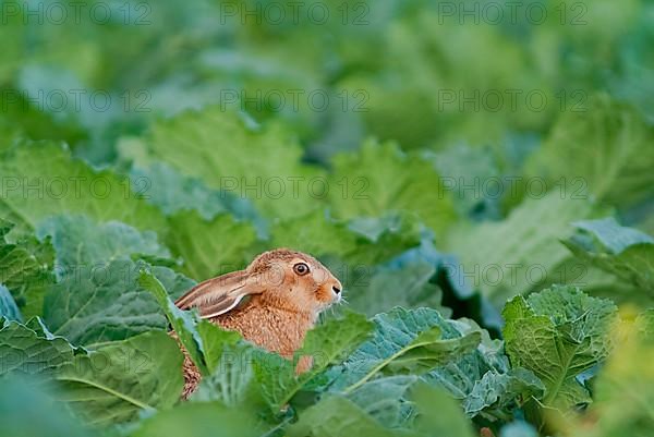 European hare in the cauliflower field