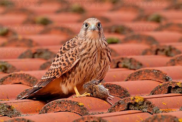Kestrel with captured mouse