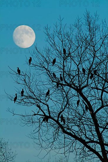 Cormorants and moon