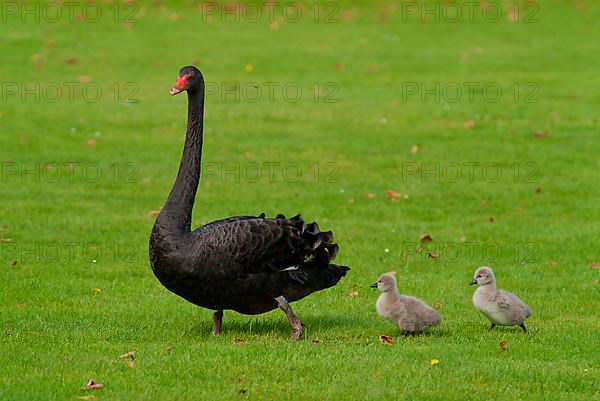 Black swan with cygnetsMourning swan with chicks