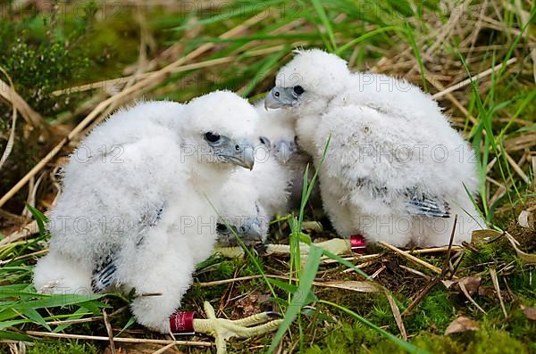 Peregrine