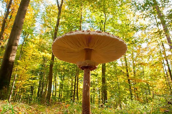 Giant parasol