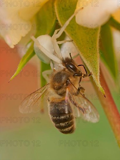 Crab Spider with Bee