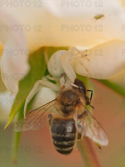 Crab Spider with Bee