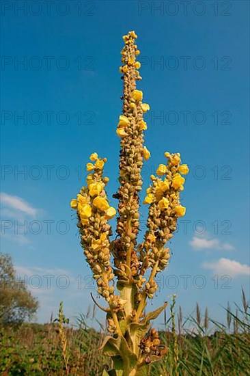 Mullein