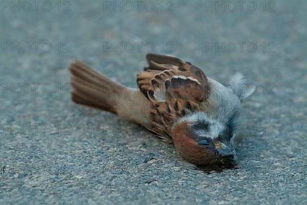 Tree sparrow