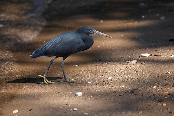 Eastern pacific reef heron