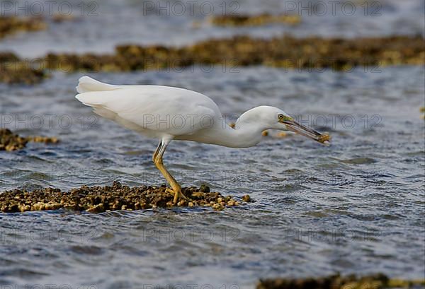 Eastern Reef Egret