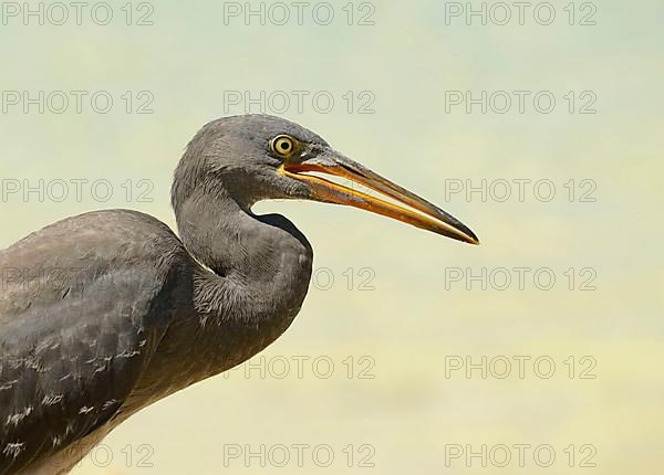 Eastern pacific reef heron