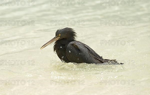 Eastern pacific reef heron