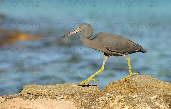 Eastern pacific reef heron