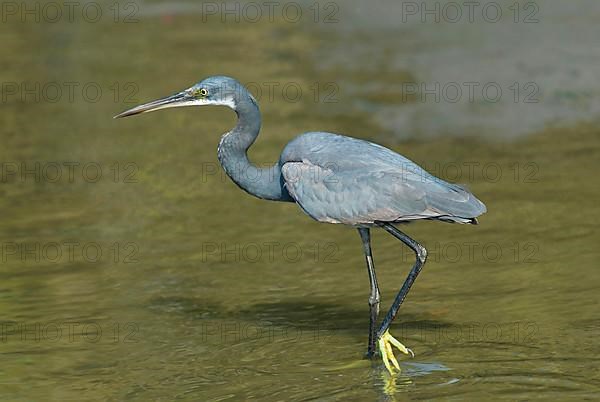 Western reef heron