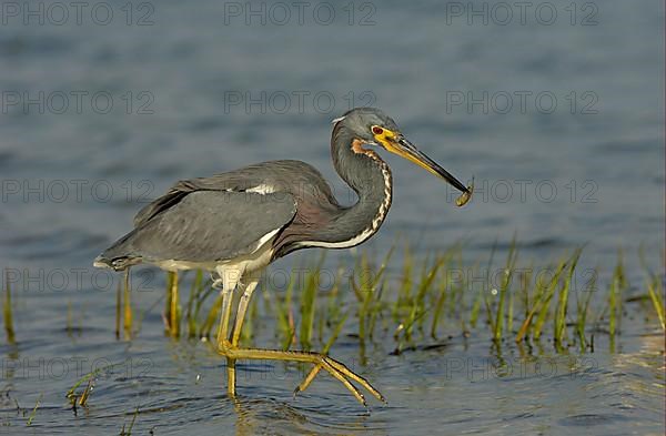 Tricolored heron