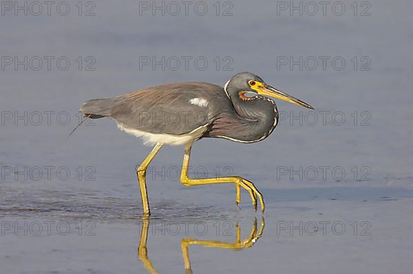 Tricolored heron