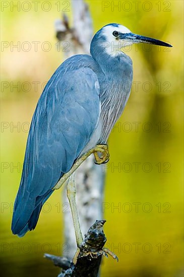 White-faced heron