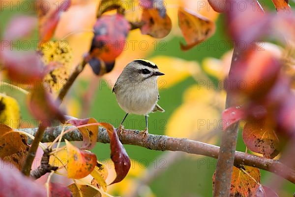 Golden-crowned Kinglet