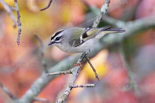 Golden-crowned Kinglet