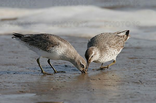 Red knot