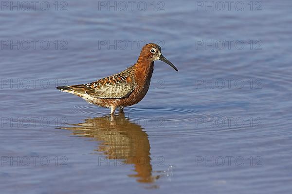 Curlew sandpiper