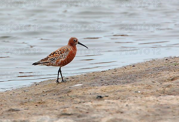 Curlew Sandpiper