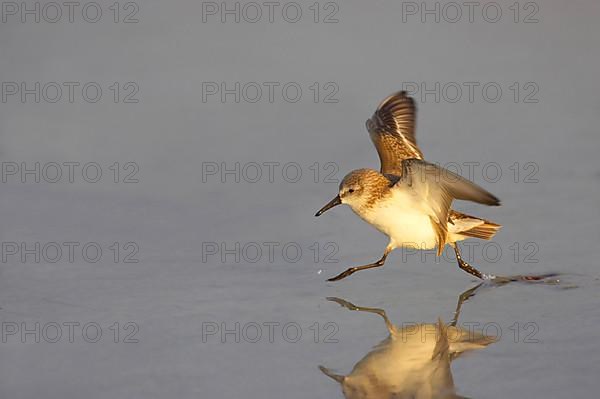 Adult least sandpiper