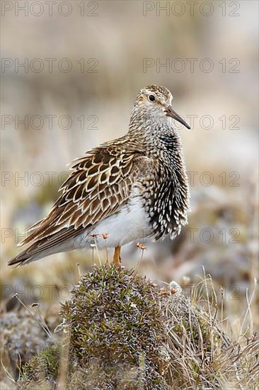 Pectoral sandpiper