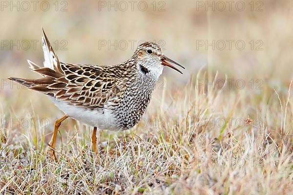 Pectoral sandpiper