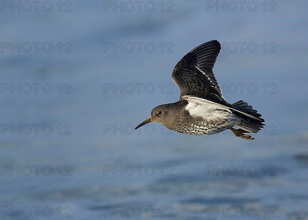 Purple sandpiper