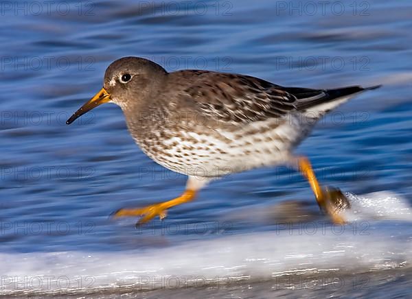 Purple sandpiper