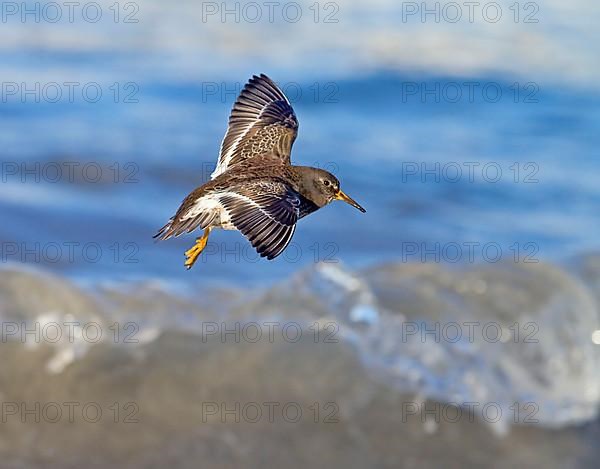 Purple sandpiper