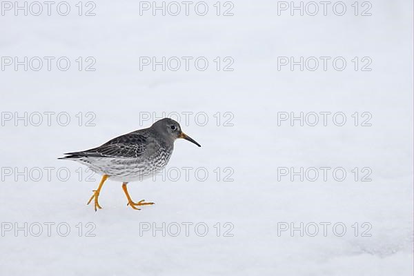 Purple sandpiper