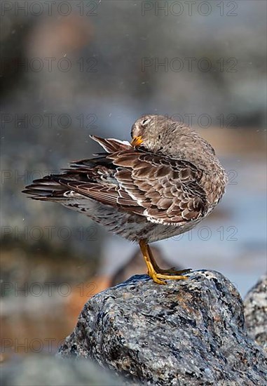 Purple Sandpiper