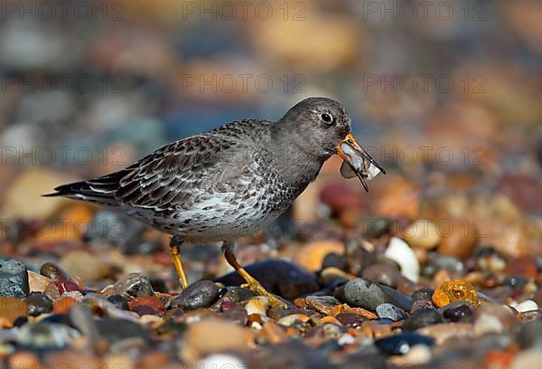 Purple Sandpiper