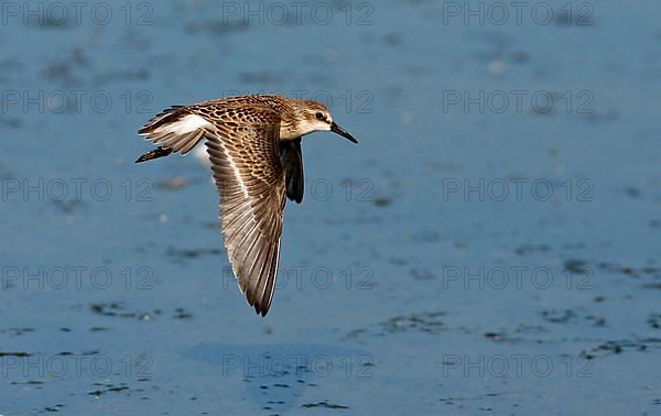 Semi-palmated sandpiper