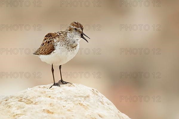 Semi-palmated sandpiper