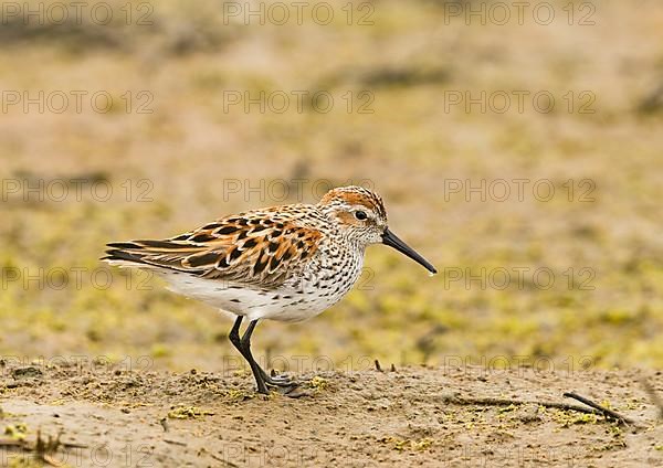 Western Sandpiper