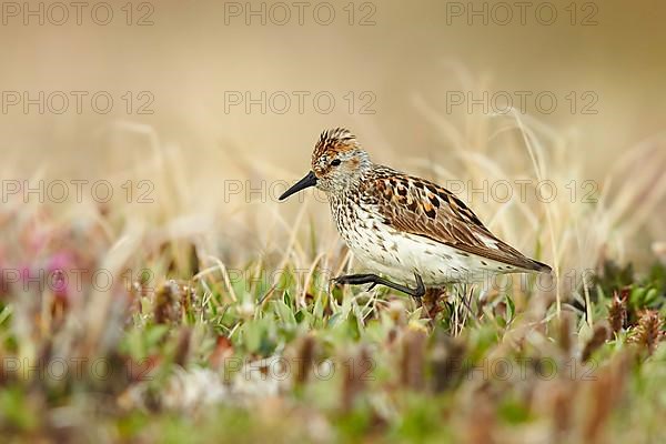 Western sandpiper