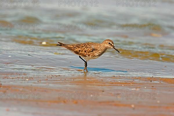 White-rumped sandpiper