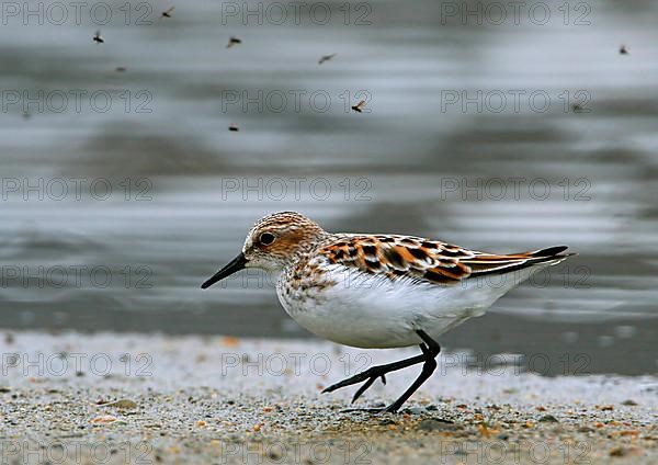 Little stint