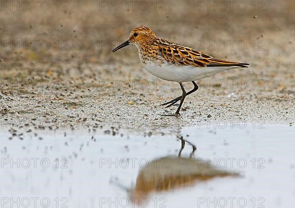 Little stint