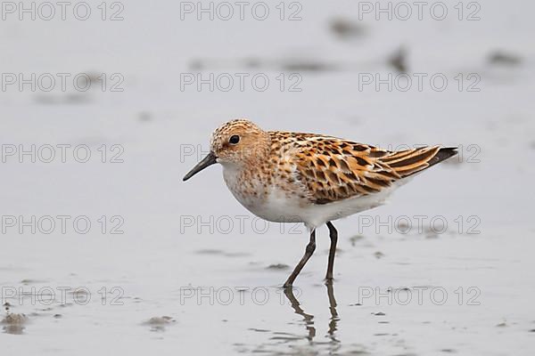 Little stint