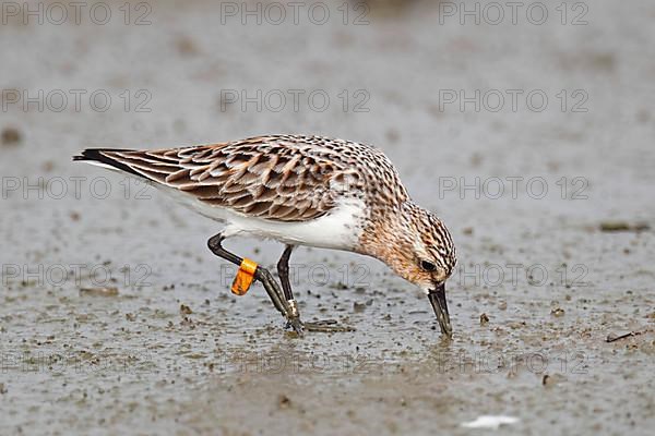 Red-necked stint