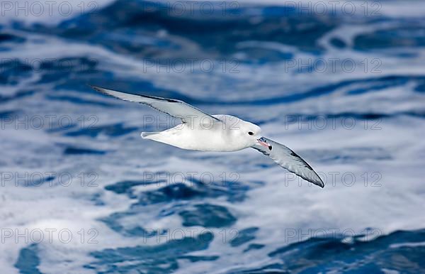 Silver Petrel