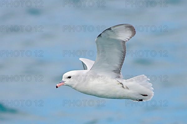 Silver Petrel