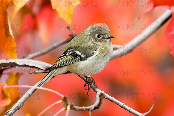 Ruby-crowned Kinglet