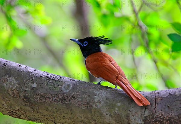 Asian Paradise-flycatcher