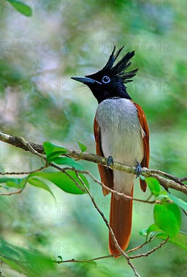 Asian Paradise-flycatcher