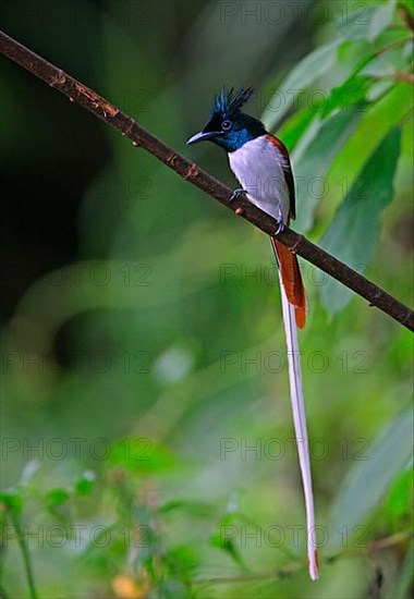 Asian Paradise-flycatcher