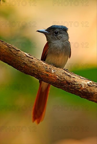 Asian Paradise-flycatcher